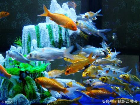 金魚養幾條|養魚數量風水以及魚缸擺放技巧分別有哪些？趕緊照着。